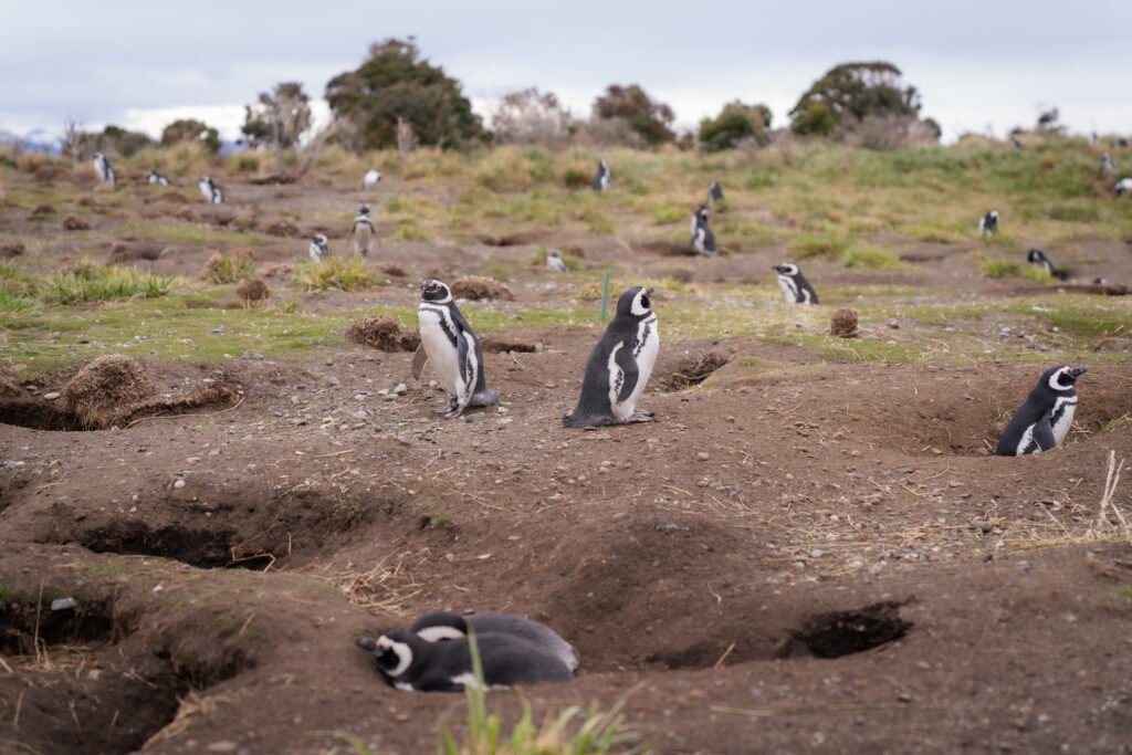 Caminhe com pinguins Magalhães e papuas na Ilha Martillo, em Ushuaia, explorando Tierra del Fuego com guia especializado.