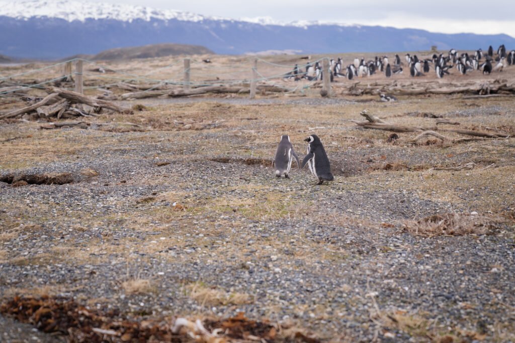 Caminhe com pinguins Magalhães e papuas na Ilha Martillo, em Ushuaia, explorando Tierra del Fuego com guia especializado.