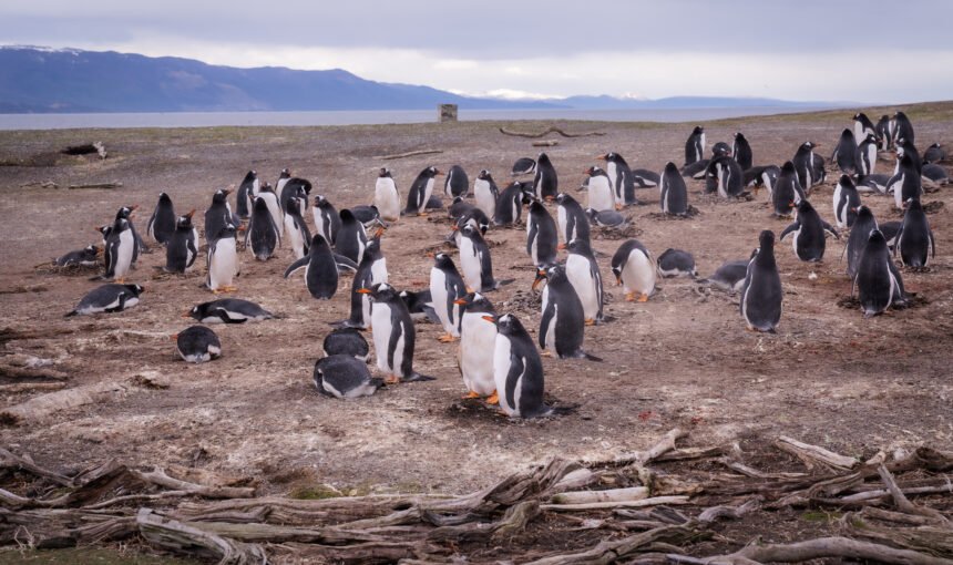 Caminhe com pinguins Magalhães e papuas na Ilha Martillo, em Ushuaia, explorando Tierra del Fuego com guia especializado.