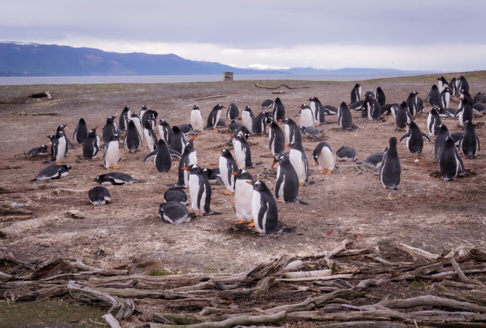 Caminhe com pinguins Magalhães e papuas na Ilha Martillo, em Ushuaia, explorando Tierra del Fuego com guia especializado.
