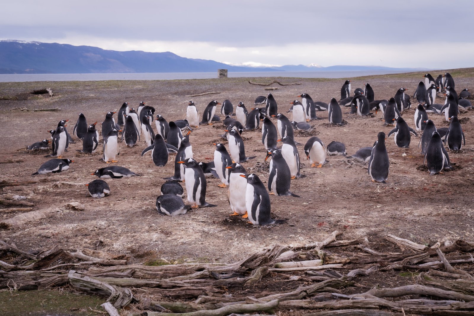 Caminhe com pinguins Magalhães e papuas na Ilha Martillo, em Ushuaia, explorando Tierra del Fuego com guia especializado.