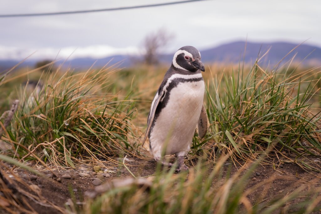 Caminhe com pinguins Magalhães e papuas na Ilha Martillo, em Ushuaia, explorando Tierra del Fuego com guia especializado.