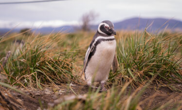 Caminhe com pinguins Magalhães e papuas na Ilha Martillo, em Ushuaia, explorando Tierra del Fuego com guia especializado.