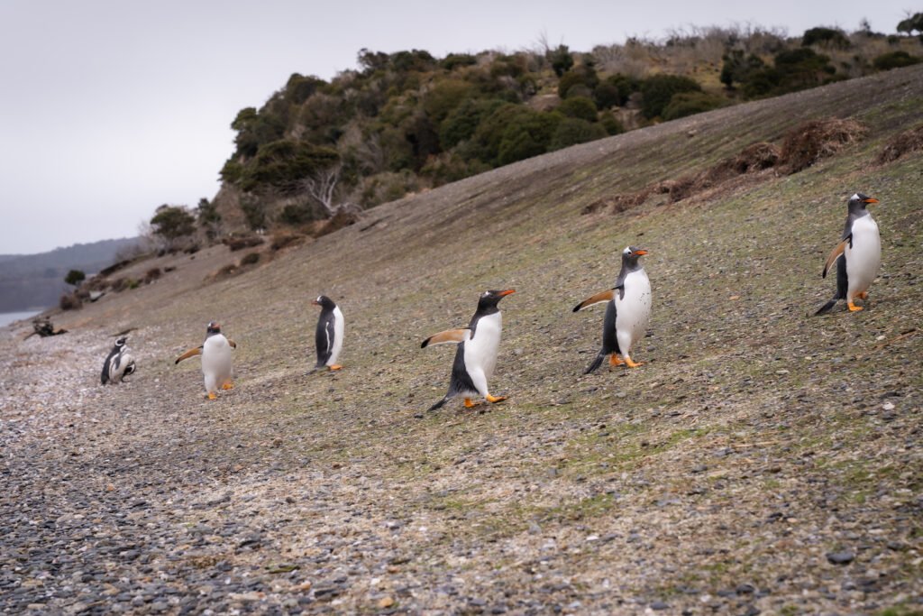 Caminhe com pinguins Magalhães e papuas na Ilha Martillo, em Ushuaia, explorando Tierra del Fuego com guia especializado.