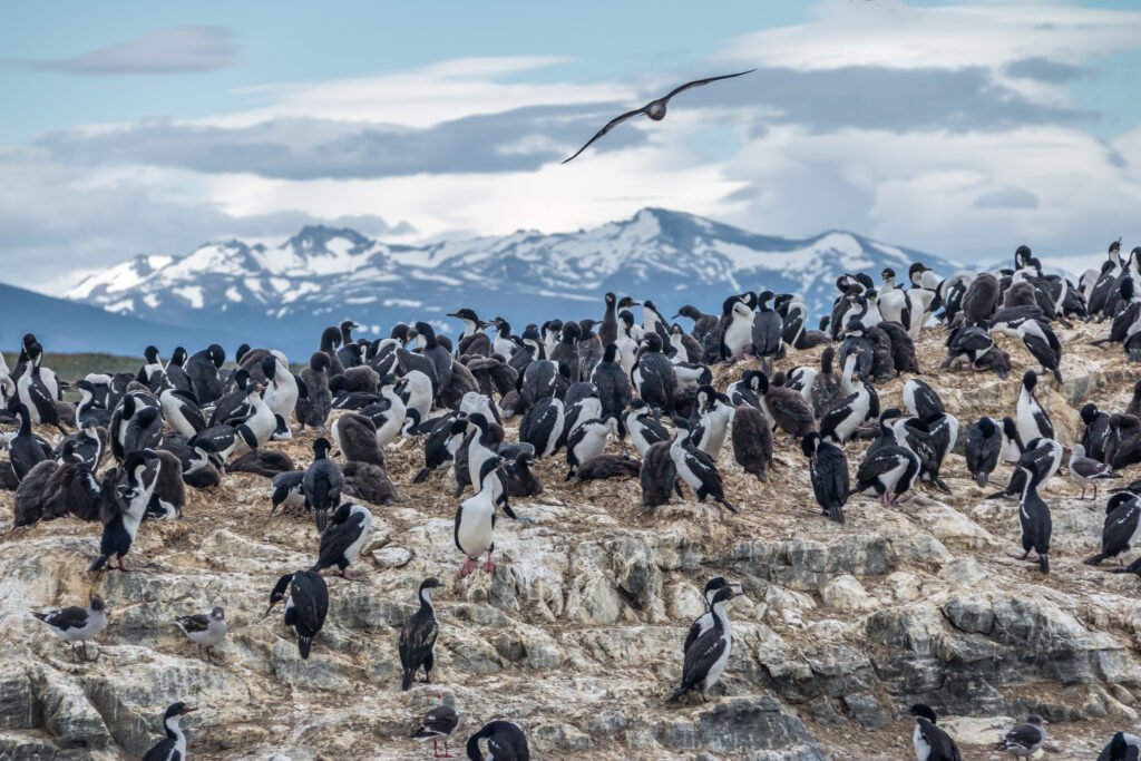 Viva uma aventura com a Navegação no Canal Beagle e Caminhada com Pinguins: lobos-marinhos, aves fueguinas e pinguins em seu habitat natural.