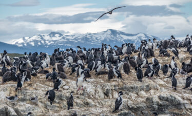 Viva uma aventura com a Navegação no Canal Beagle e Caminhada com Pinguins: lobos-marinhos, aves fueguinas e pinguins em seu habitat natural.