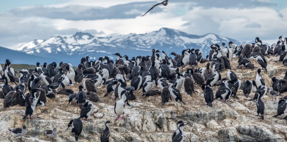 Viva uma aventura com a Navegação no Canal Beagle e Caminhada com Pinguins: lobos-marinhos, aves fueguinas e pinguins em seu habitat natural.